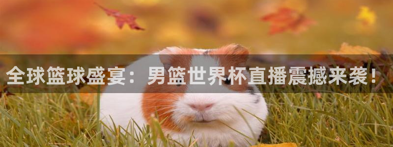 2026世界杯中国队:全球篮球盛宴:男篮世界杯直播震撼来袭!